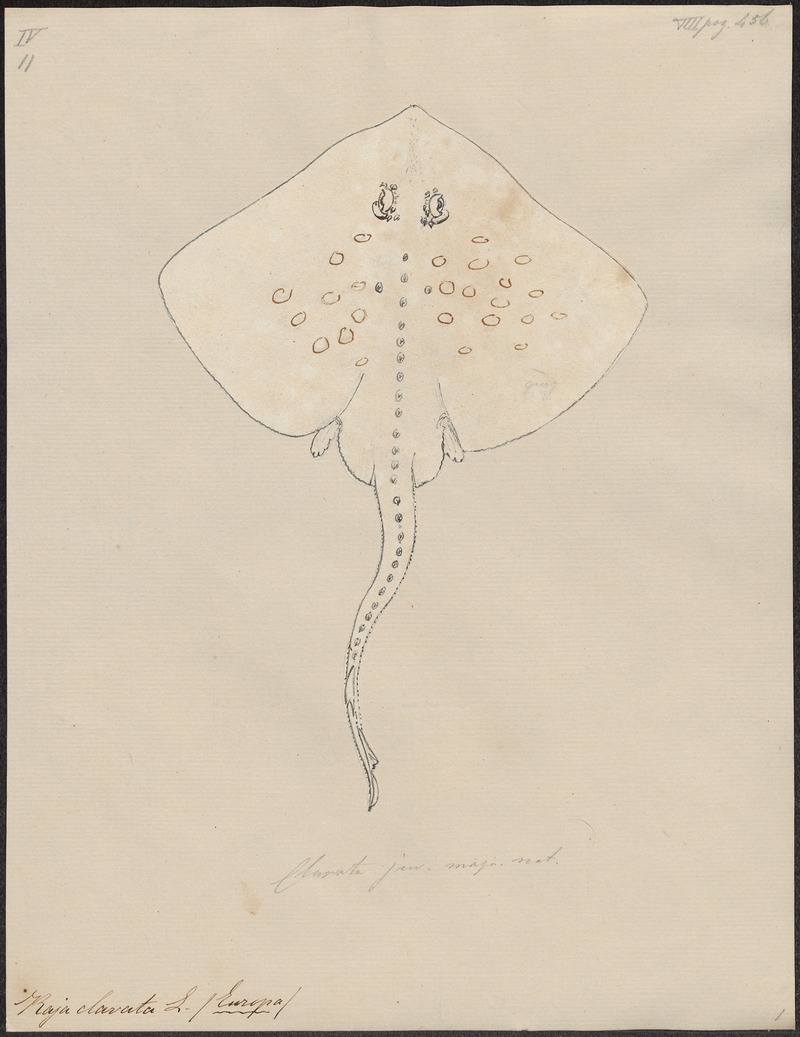 Raja clavata - 1700-1880 - Print - Iconographia Zoologica - Special Collections University of Amsterdam - UBA01 IZ14200047.jpg