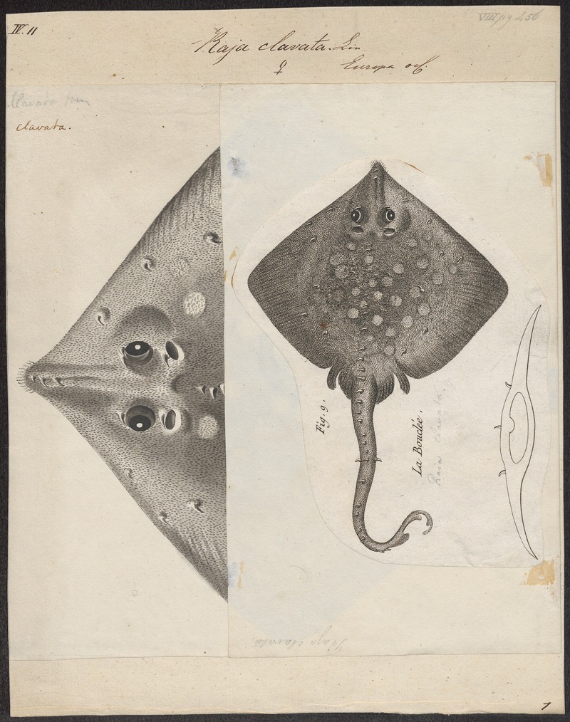 Raja clavata - - Print - Iconographia Zoologica - Special Collections University of Amsterdam - UBA01 IZ14200045.jpg