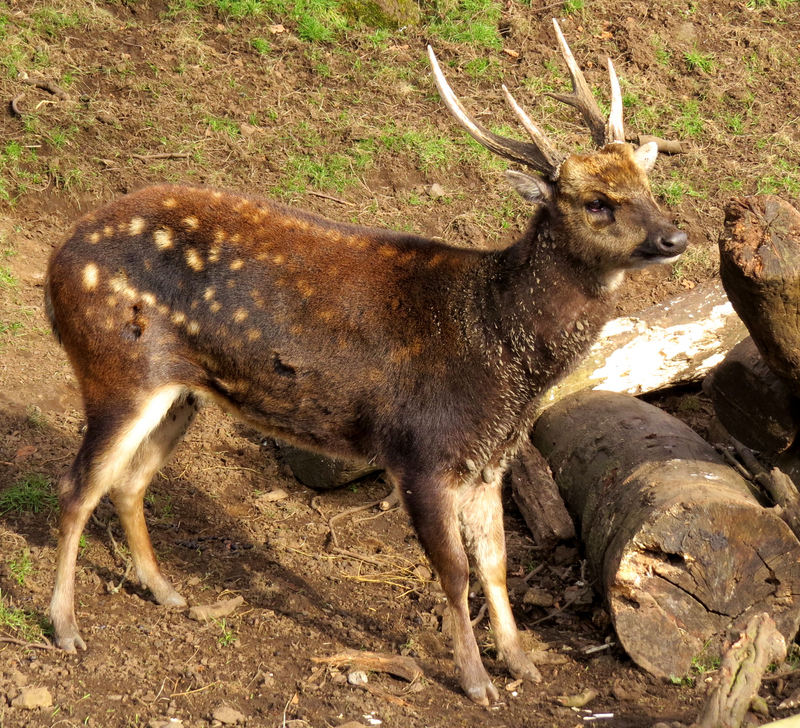 Visayan Spotted Deer (Rusa alfredi).jpg