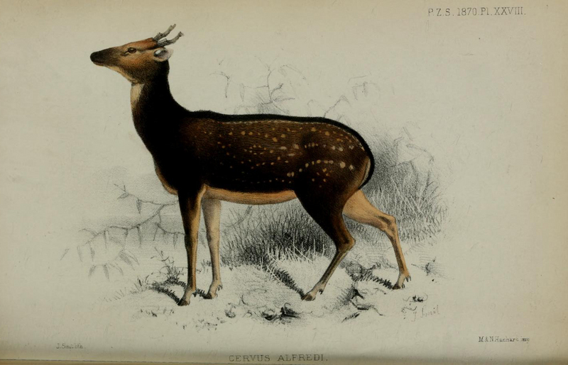 Cervus alfredi 1870.jpg