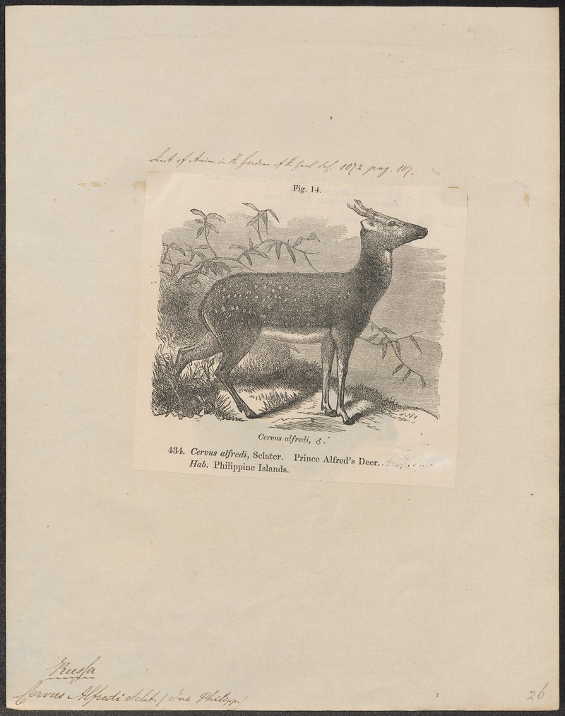 Cervus alfredi - 1872 - Print - Iconographia Zoologica - Special Collections University of Amsterdam - UBA01 IZ21500138.jpg
