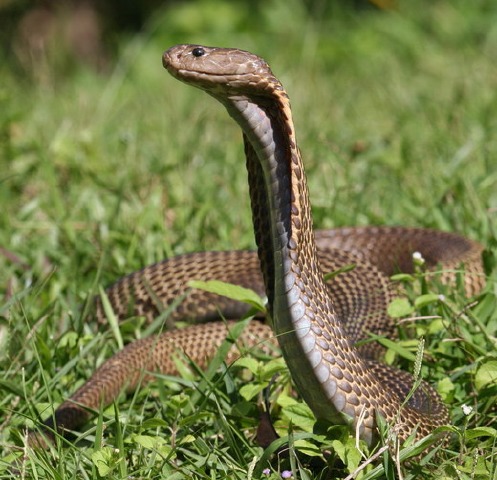 Naja philippinensis - northern Philippine cobra (Naja philippinensis).jpg