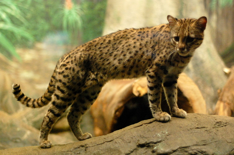 Geoffroy's Cat - Geoffroy's cat (Leopardus geoffroyi).jpg