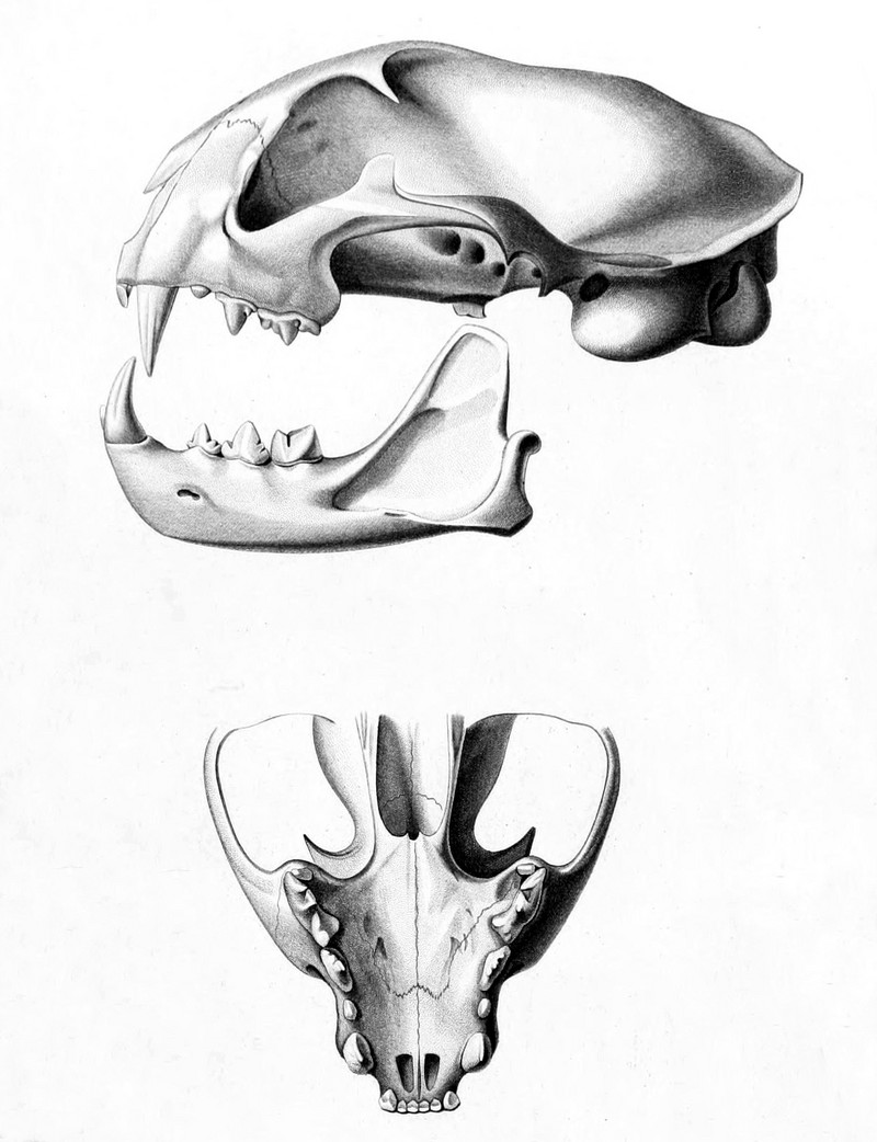 Leopardus geoffroyi skull 1847.jpg