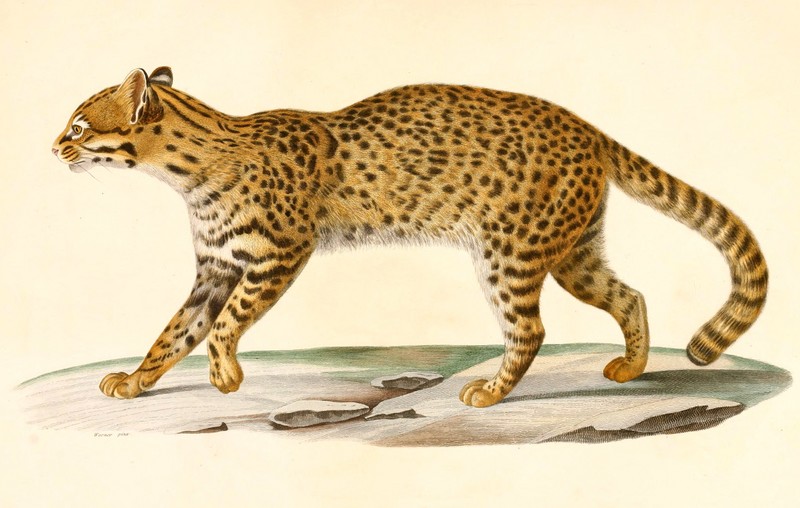 Leopardus geoffroyi 1847.jpg