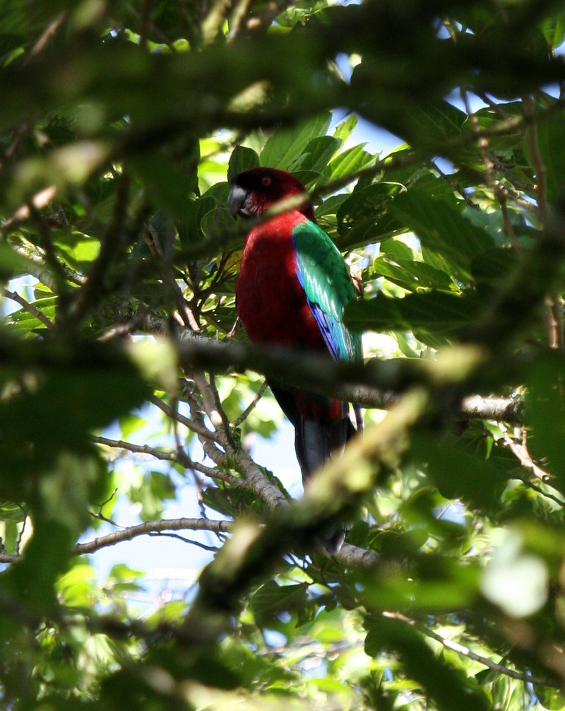 Red Shining-Parrot08 - maroon shining parrot (Prosopeia tabuensis).jpg