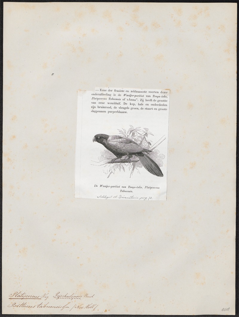 Platycercus tabuensis - 1872 - Print - Iconographia Zoologica - Special Collections University of Amsterdam - UBA01 IZ18500021.jpg