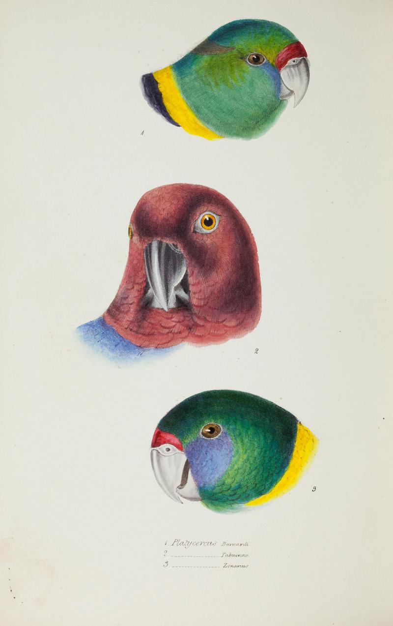A synopsis of the birds of Australia, and the adjacent Islands BHL45925375.jpg