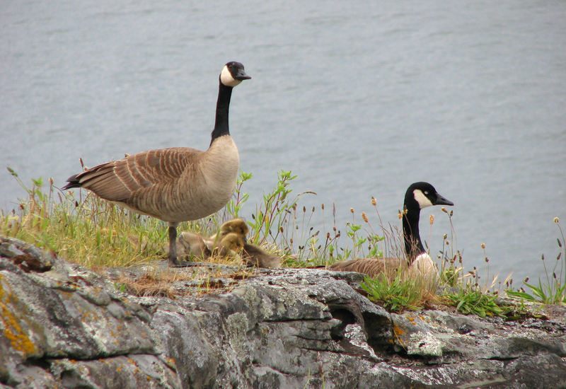 Canada Geese and goslings, Ruckles Park - Canada goose (Branta canadensis).jpg