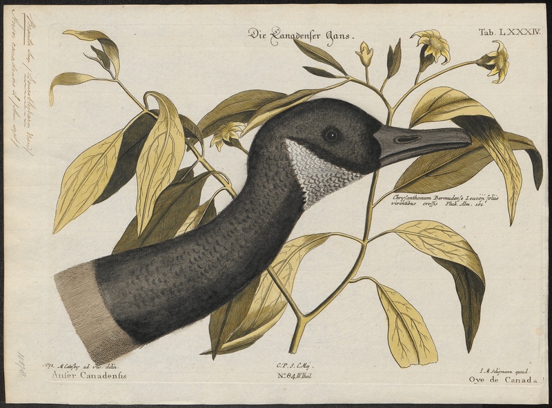 Branta canadensis - 1700-1880 - Print - Iconographia Zoologica - Special Collections University of Amsterdam - UBA01 IZ17600175.jpg