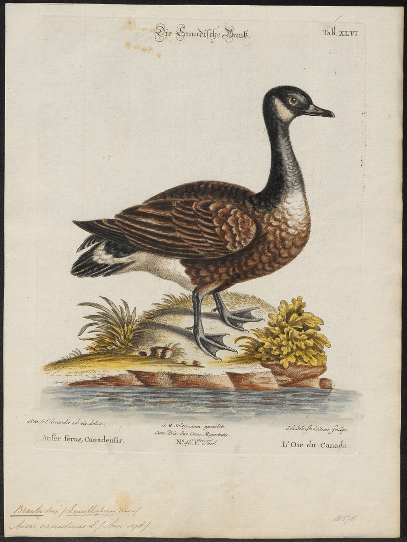 Branta canadensis - 1700-1880 - Print - Iconographia Zoologica - Special Collections University of Amsterdam - UBA01 IZ17600173.jpg