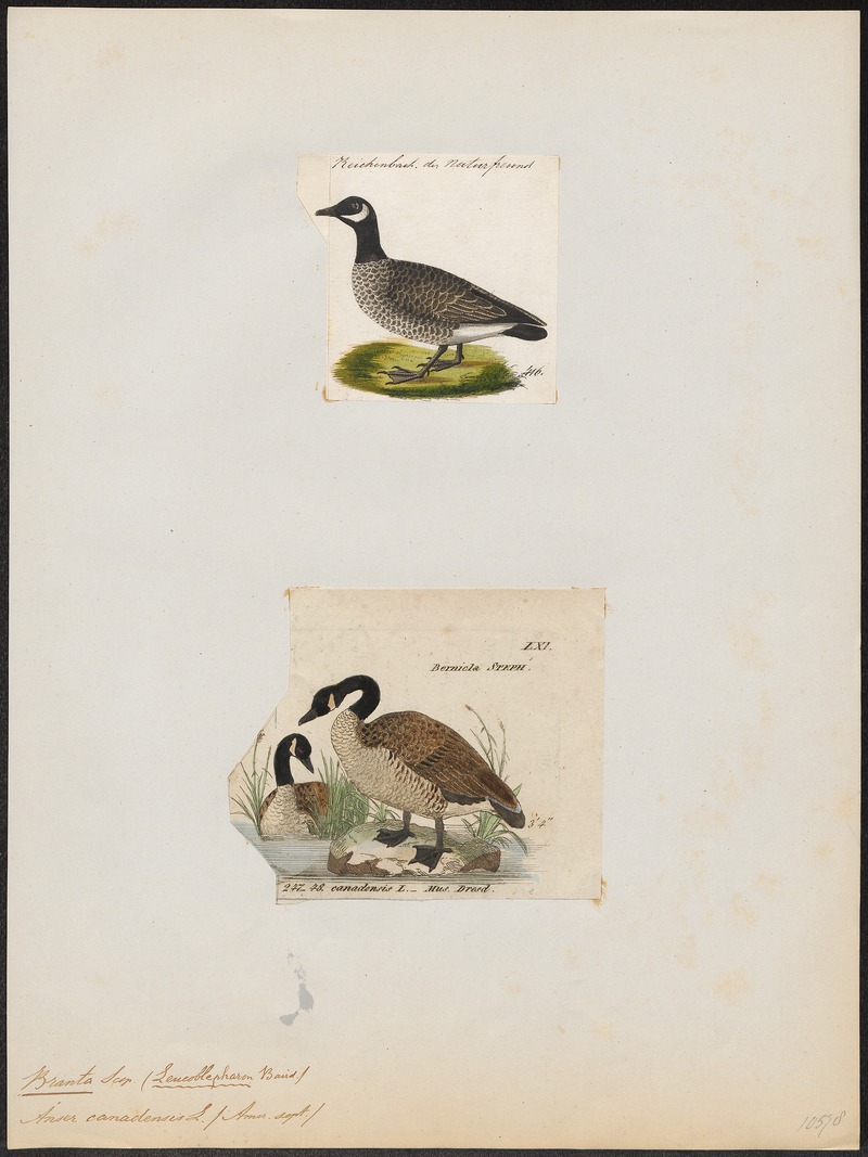 Branta canadensis - 1700-1880 - Print - Iconographia Zoologica - Special Collections University of Amsterdam - UBA01 IZ17600169.jpg