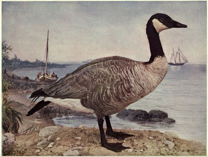 Birds Illustrated Canada Goose.jpg