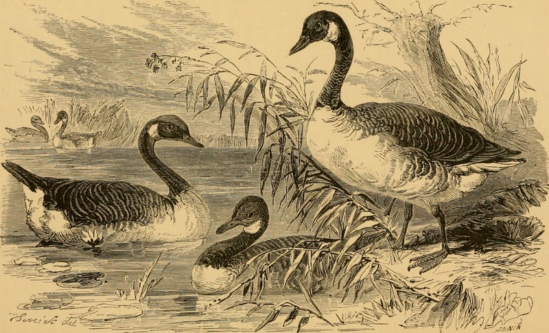 American game bird shooting (1882) (14753222284).jpg