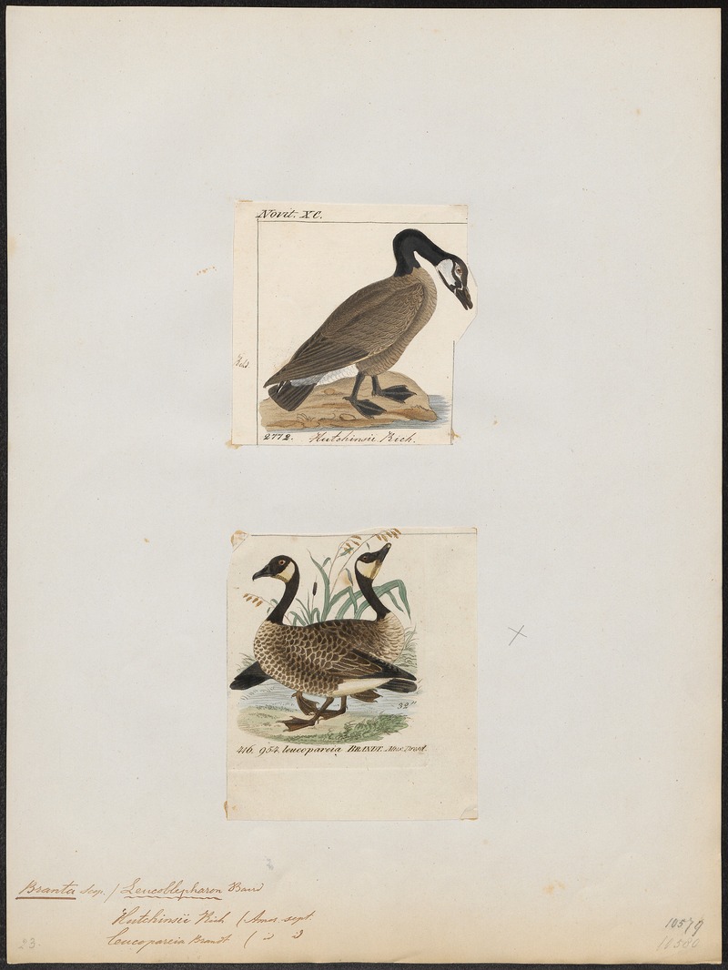 Branta spec. - 1700-1880 - Print - Iconographia Zoologica - Special Collections University of Amsterdam - UBA01 IZ17600177.jpg