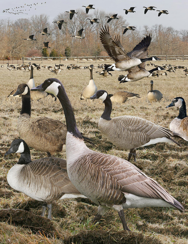 Canada goose From The Crossley ID Guide Eastern Birds.jpg