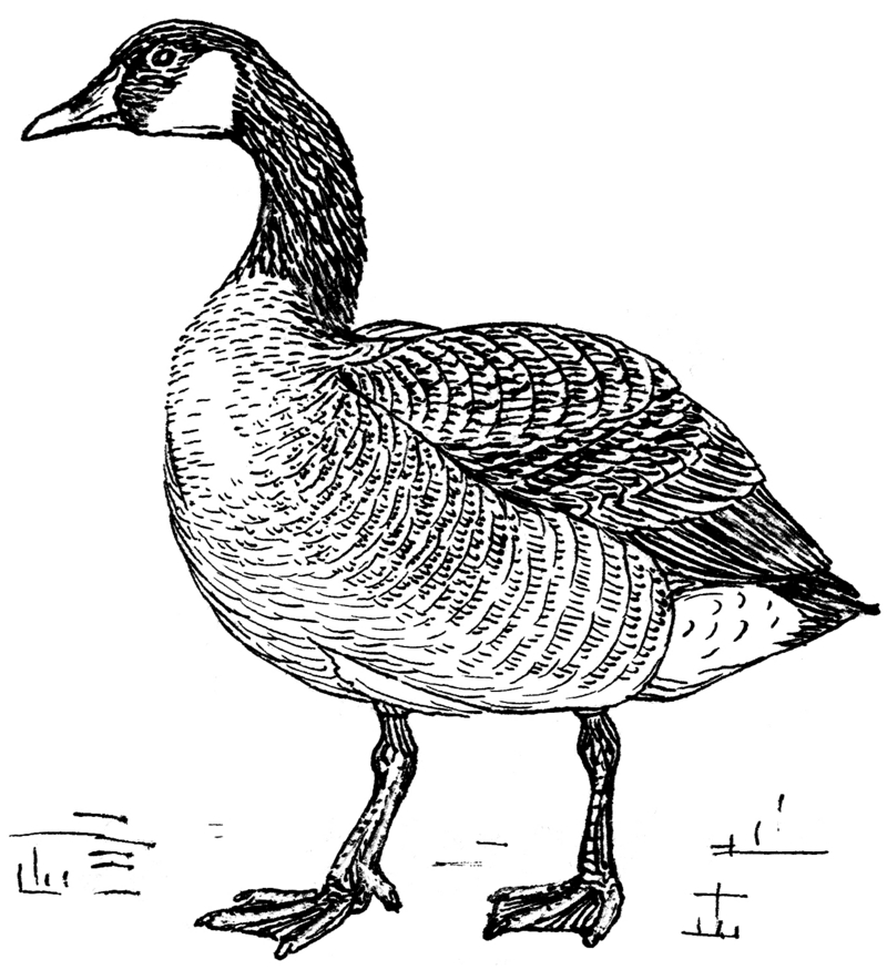 Goose (PSF).png
