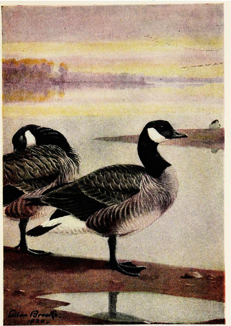 Game birds. Life histories of one hundred and seventy birds of prey, game birds and water-fowls (1922) (14727835626).jpg