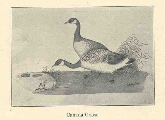 FMIB 35953 Canada Goose.jpeg