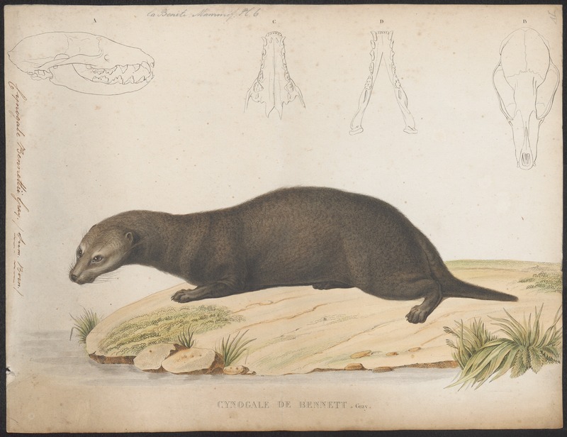 Cynogale bennettii - 1700-1880 - Print - Iconographia Zoologica - Special Collections University of Amsterdam - UBA01 IZ22400133.jpg