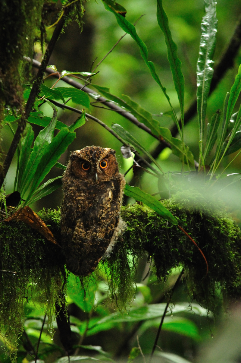 Rajah Scops Owl - Rajah scops owl (Otus brookii).jpg