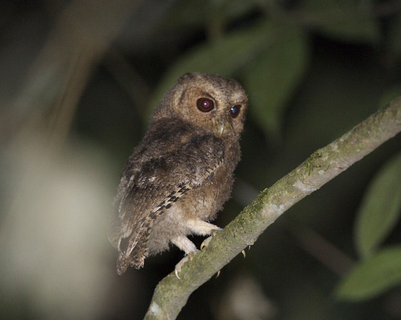 Rajah Scops-Owl (Otus brookii) juvenile.jpg