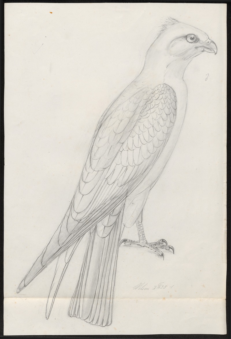 Ictinina mississipiensis - 1700-1880 - Print - Iconographia Zoologica - Special Collections University of Amsterdam - UBA01 IZ18200380.jpg