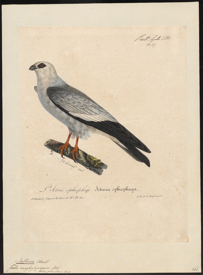 Ictinina mississipiensis - 1825-1834 - Print - Iconographia Zoologica - Special Collections University of Amsterdam - UBA01 IZ18200378.jpg