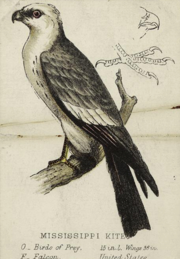 Mississippi kite 1872.jpg