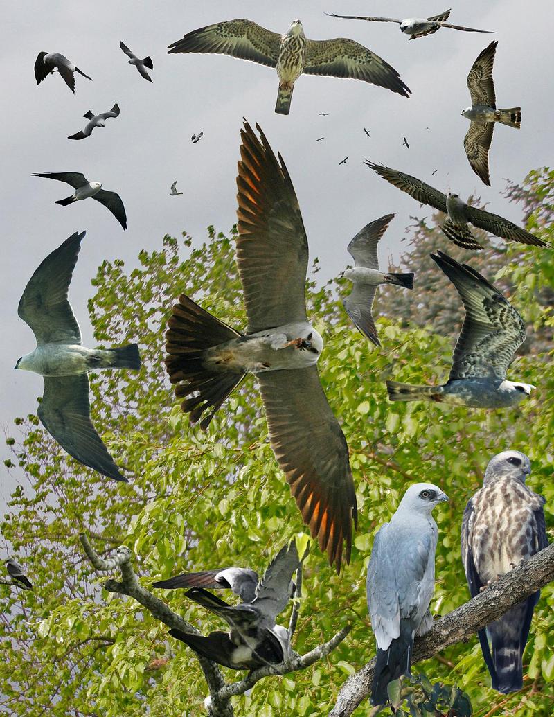 Mississippi Kite From The Crossley ID Guide Eastern Birds.jpg