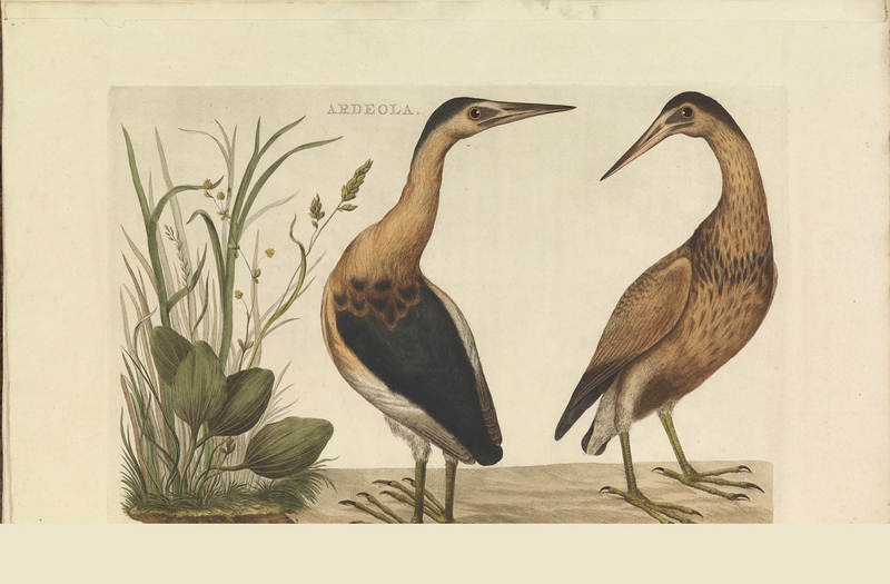 Nederlandsche vogelen (KB) - Ixobrychus minutus (056b).jpg