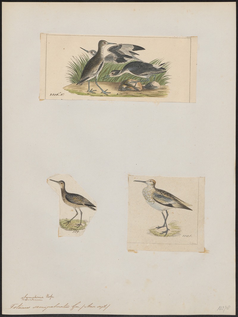 Totanus semipalmatus - 1700-1880 - Print - Iconographia Zoologica - Special Collections University of Amsterdam - UBA01 IZ17400135.jpg