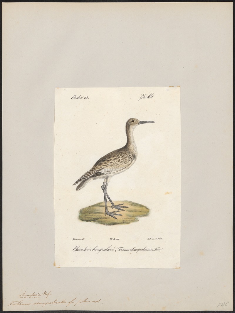 Totanus semipalmatus - 1842-1848 - Print - Iconographia Zoologica - Special Collections University of Amsterdam - UBA01 IZ17400133.jpg