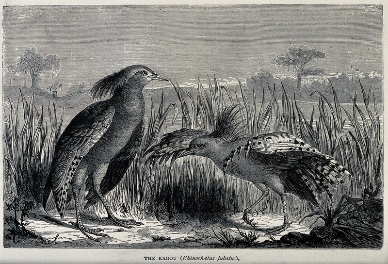 A pair of kagou birds (Rhinochaetus jubatus) with one displa Wellcome V0022346.jpg