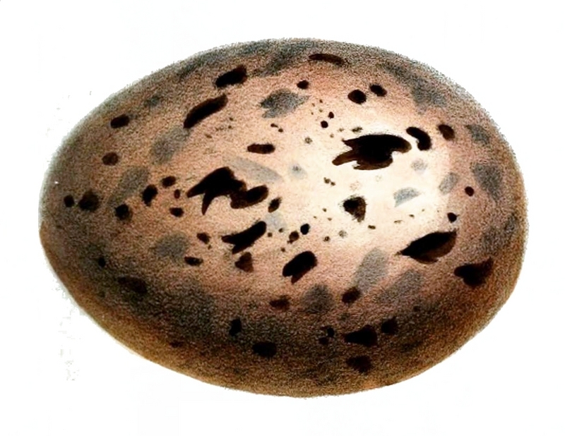 Rhynochetos jubatus egg Jennens.jpg