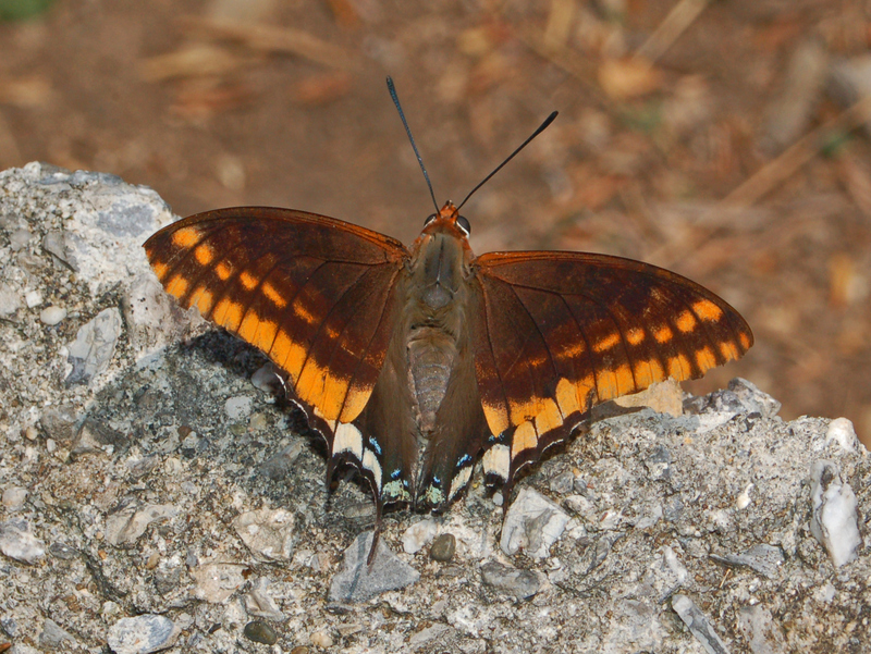 Nymphalidae - Charaxes jasius - two-tailed pasha (Charaxes jasius) foxy emperor.JPG