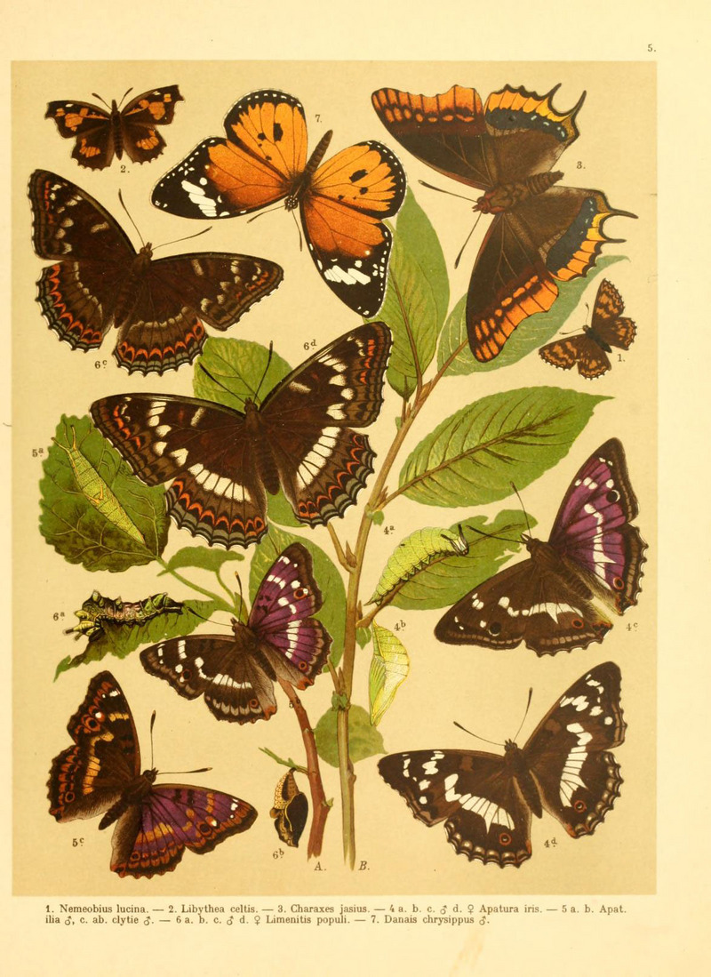 Fr. Berge's Schmetterlingsbuch nach dem gegenwärtigen Stande der Lepidopterologie neu bearb. und hrsg. von Professor Dr. H. Rebel (Plate 5) (6059073788).jpg