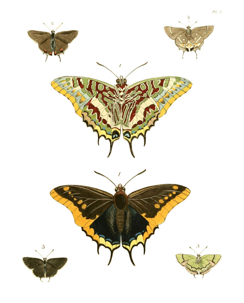 Illustrations of Exotic Entomology I 01.jpg