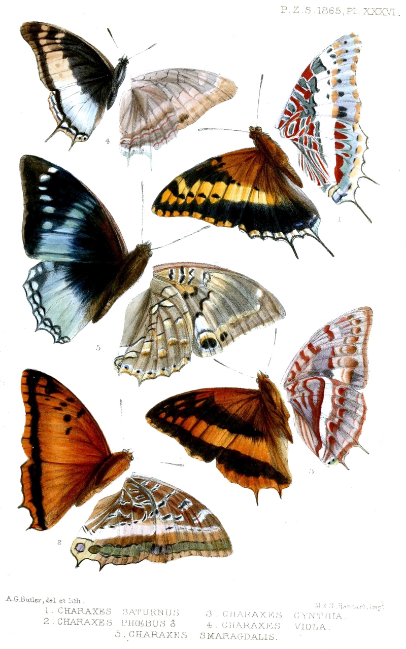 Lepidoptera1Butler.jpg