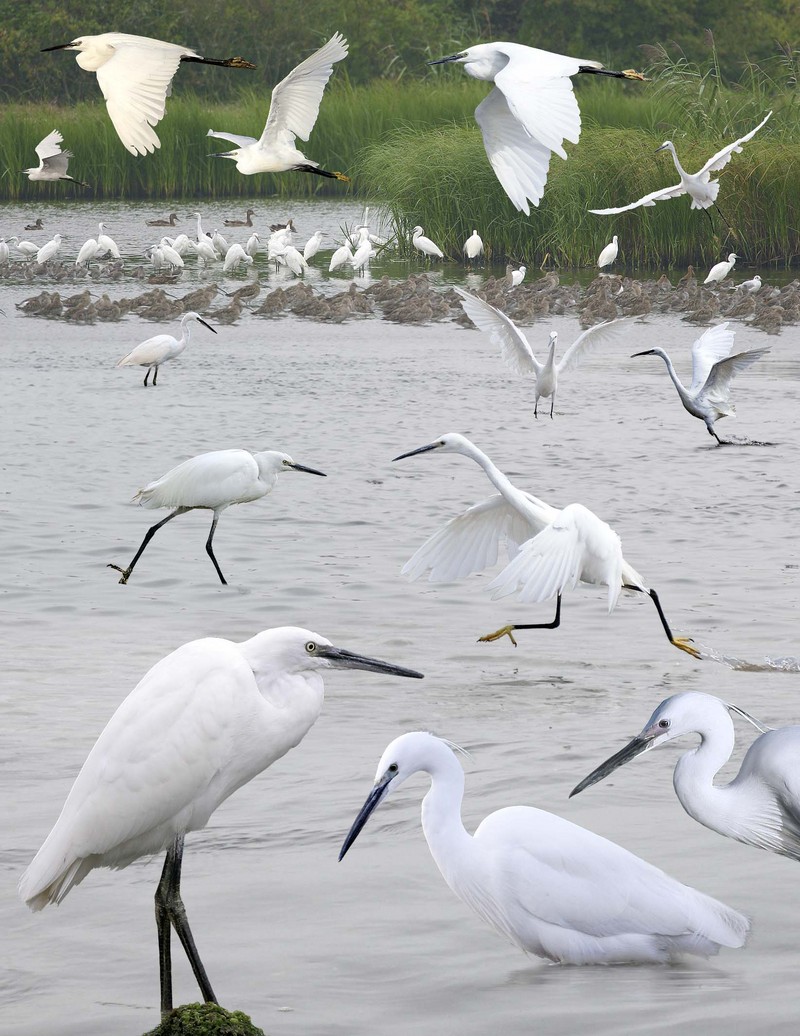 Little Egret from the Crossley ID Guide Britain and Ireland.jpg