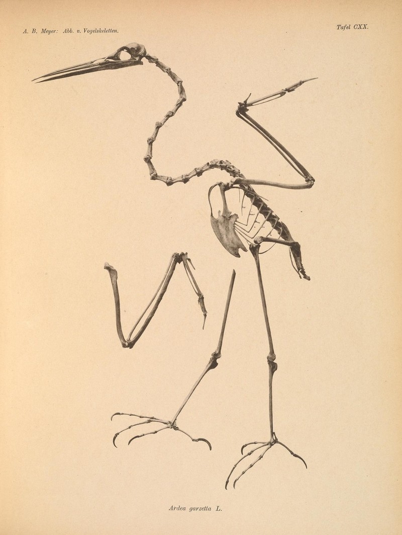 Abbildungen von Vogel-Skeletten (Tafel CXX) (6835700636).jpg