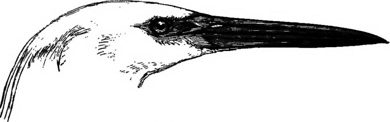 Birds (1889) (20096311354).jpg