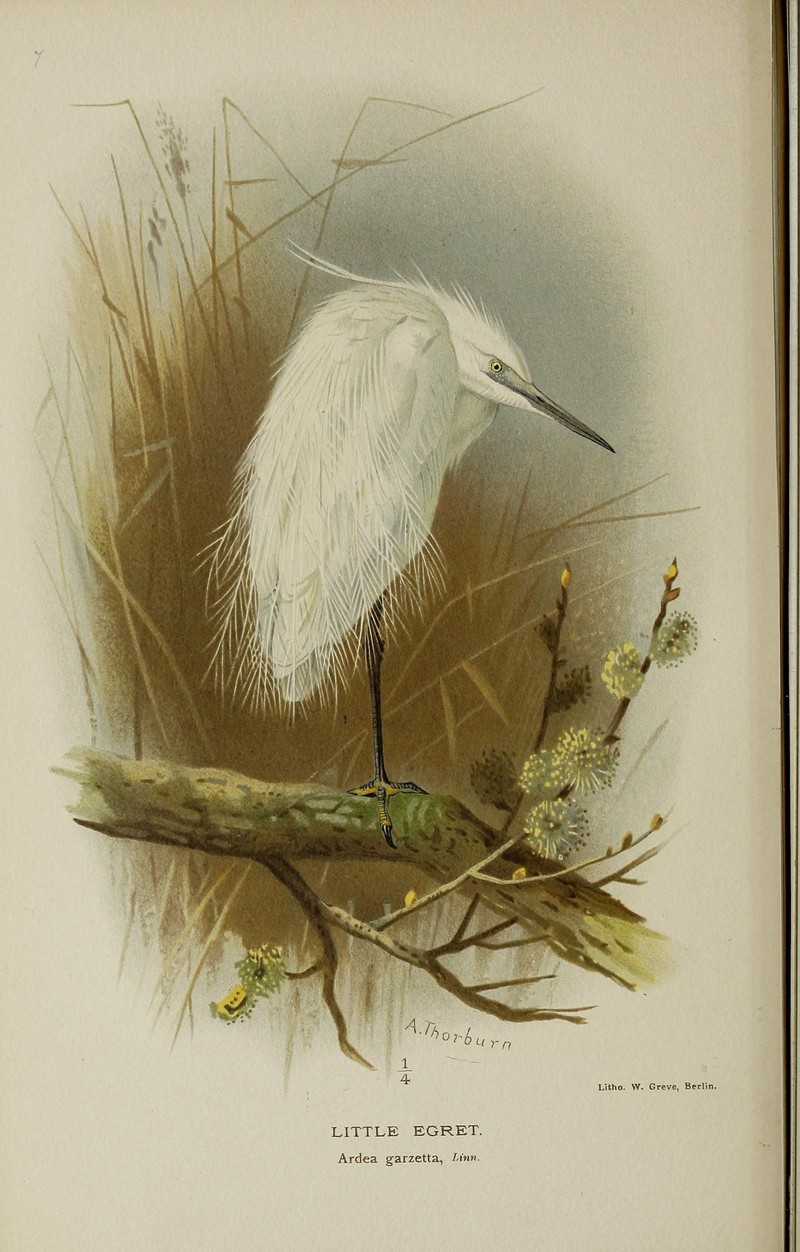 Coloured figures of the birds of the British Islands - issued by Lord Lilford (20728475732).jpg