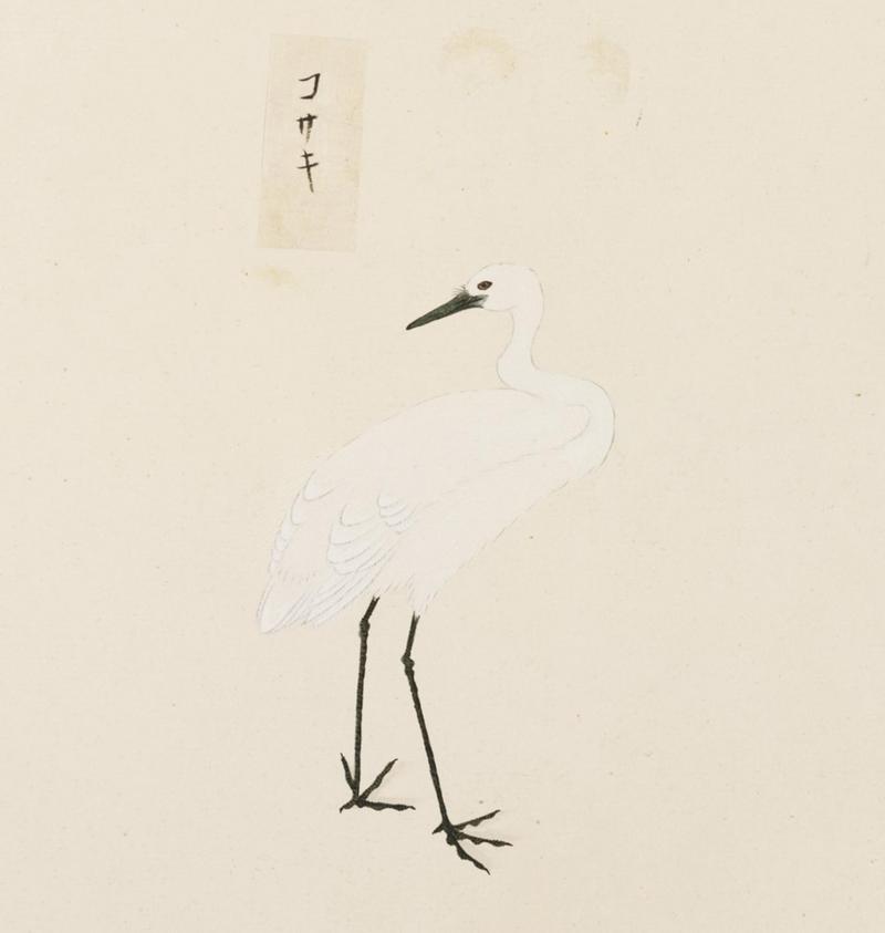 Naturalis Biodiversity Center - RMNH.ART.447 - Egretta garzetta - Kawahara Keiga - 1823 - 1829 - Siebold Collection - pencil drawing - water colour.jpeg