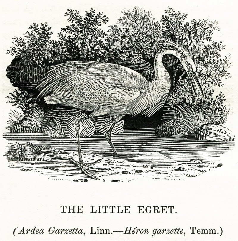 Thomas Bewick The Little Egret 1804.jpg