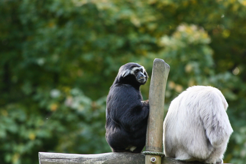 Old Couple still in love (2927401782) - pileated gibbon (Hylobates pileatus).jpg