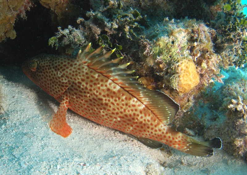 Epinephelus guttatus - red hind (Epinephelus guttatus), lucky grouper, koon.JPG