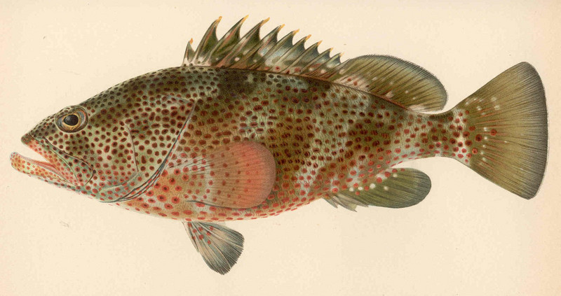 FMIB 38152 Epinephelus maculosus (Cuvier & Valenciennes) Red Hind; Cabrilla.jpeg
