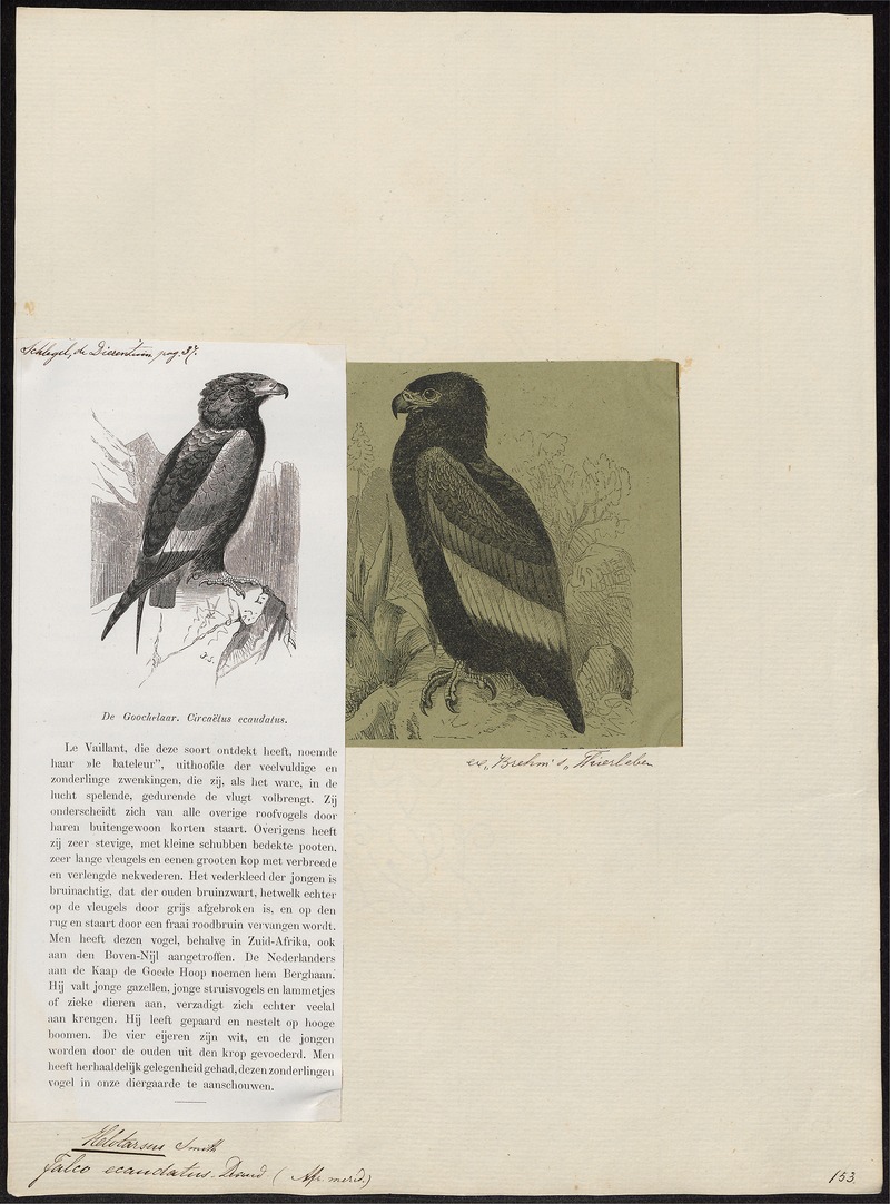Helotarsus ecaudatus - 1700-1880 - Print - Iconographia Zoologica - Special Collections University of Amsterdam - UBA01 IZ18100343.jpg