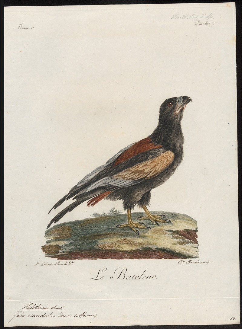 Helotarsus ecaudatus - 1796-1808 - Print - Iconographia Zoologica - Special Collections University of Amsterdam - UBA01 IZ18100341.jpg
